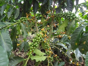 16 Kolumbija kafija (3)